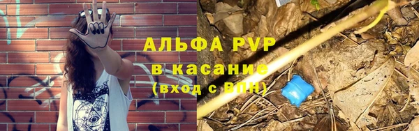 сатива Беломорск